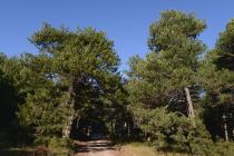 Black Pines (Pinus nigra) on Mt. Kallidromo (Photo: G. Politis)