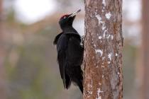 Black Woodpecker (Dryocopus martius) (Photo: Nikos Petrou)