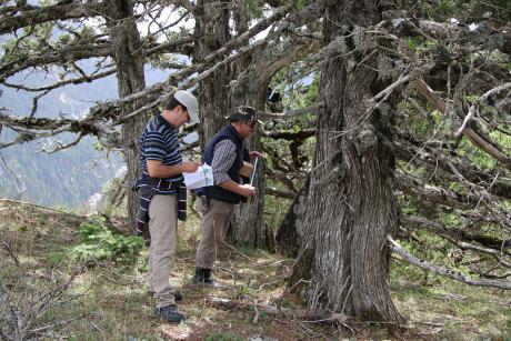 Μελέτη της δομής των πληθυσμών του Juniperus foetidissima (Φωτο: Γιώργος Μάντακας)